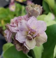 Image result for Primula auricula Lilac Domino