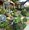 Image result for Cactus Front Yard Landscaping