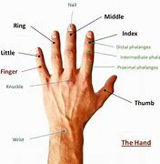 Image result for Body Part Called Cpre