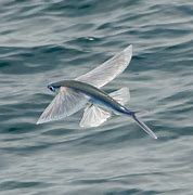 Image result for Flying Fish Facts