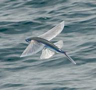 Image result for Flying Fish Habitat