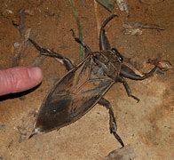 Image result for Giant Water Bug Eating