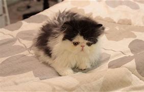 Image result for Cute Cow Cat