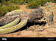 Image result for Sguaro Dead Cactus