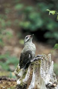 Image result for Picus canus