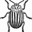 Image result for Insect Template Printable