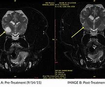 Image result for Dog Brain Tumor