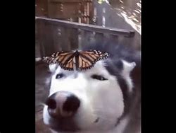 Image result for Butterfly Dog Meme