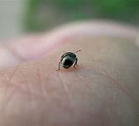 Image result for "negro-bug"
