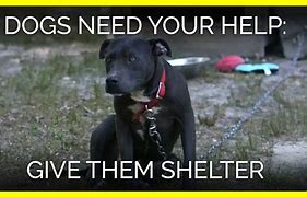 Image result for We Need Your Help Dogs
