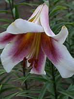 Image result for Lilium Passion Moon