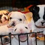 Image result for Cute Dog Pictures