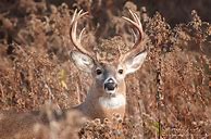 Image result for North American Whitetail