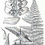Image result for Dryopteris affinis subsp. borreri Dr Villarri