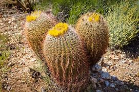 Image result for Desert Barrel Cactus