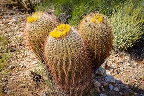 Image result for Barrel Cactus Adaptation to Desert