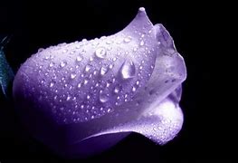 Image result for Purple Color Images