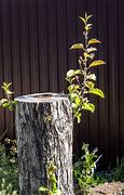 Image result for Apple Tree Growing Back From Stump