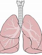 Image result for The Lungs Diagram Simple