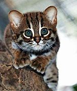 Image result for Zoo Cats