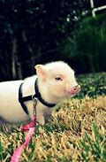 Image result for Pigs That Stay Small