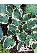 Hosta Karin に対する画像結果