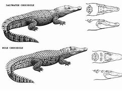 Image result for Crocodile vs Alegator