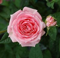 Image result for Pinkish Roses