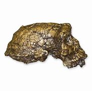 Image result for Sahelanthropus Skull