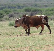 Image result for Namibia Cattle