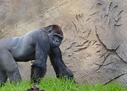 Image result for Oldest Gorilla in Atlanta Zoo