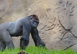 Image result for Ozzie world's oldest gorilla dies