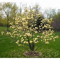 Image result for Magnolia Yellow River