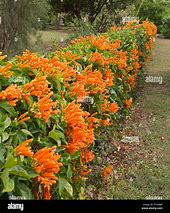 Image result for Complete Covering Evergreen Vines