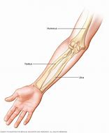 Image result for Arm Parts