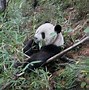 Image result for Red Panda and Giant Panda