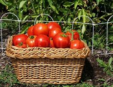 Image result for Tomato Basket