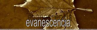 Image result for evanescencia