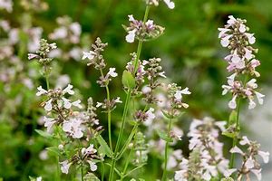 Image result for Nepeta grandiflora Dawn to Dusk