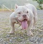 Image result for Bully Pit Bull Terrier