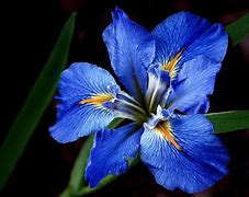 Image result for Iris 9000