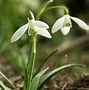 Galanthus nivalis Tiny Tim に対する画像結果