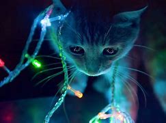Image result for Neon Cat Drawing