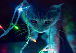 Image result for Neon Cat Wallpaper 4K