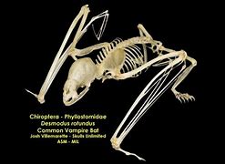 Image result for Vampire Bat Skeleton