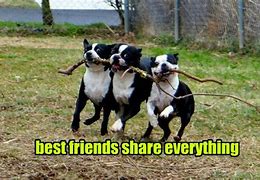 Image result for True Friends in Sync Meme