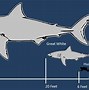 Image result for Megalodon Discovery