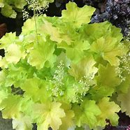 Image result for Heuchera Citronelle