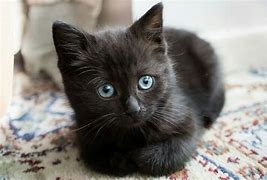 Image result for Cute Black Cats with Blue Eyes