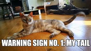 Image result for No Signal Cat Meme